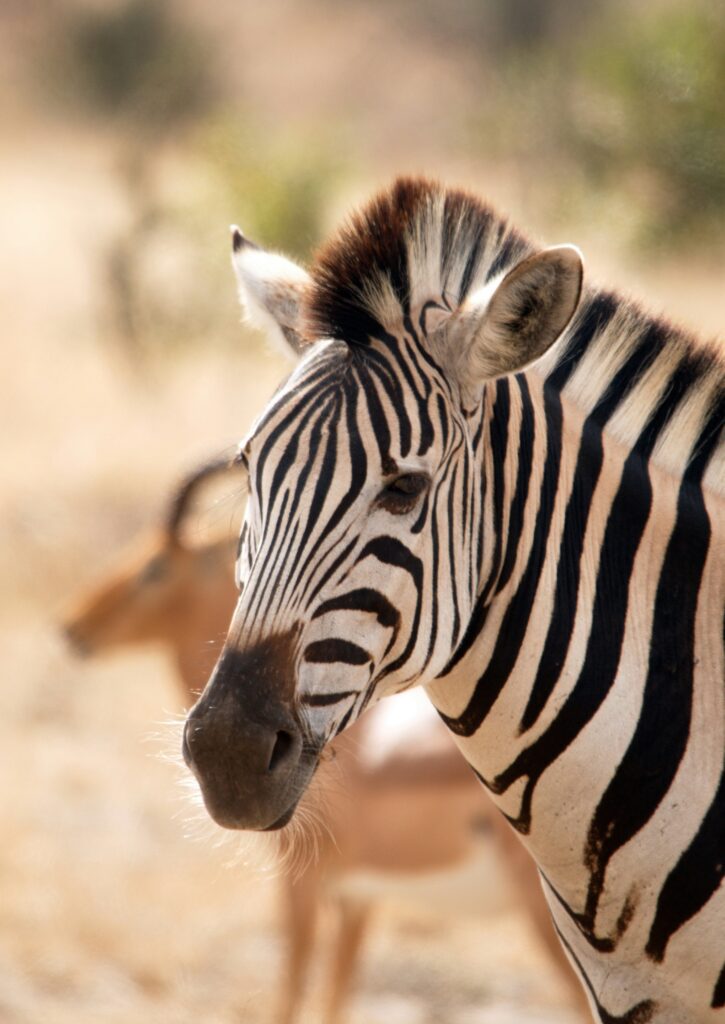 Close-up of a zebra's head and black-and-white stripes in a natural habitat.