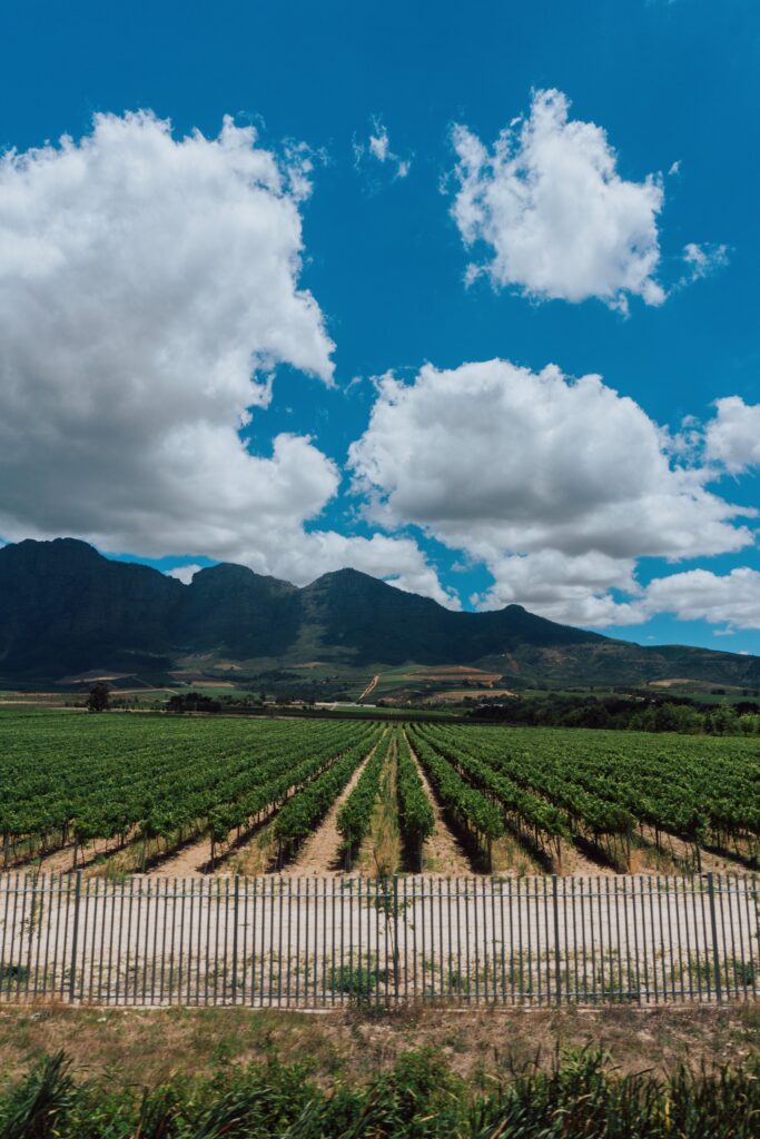 Vineyard rows extend toward distant hills under a blue sky with white clouds; a metal fence runs along the foreground.