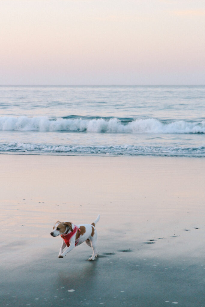 Dog wearing a pink harness runs along the wet beach with gentle waves and a pastel sky in the background.
