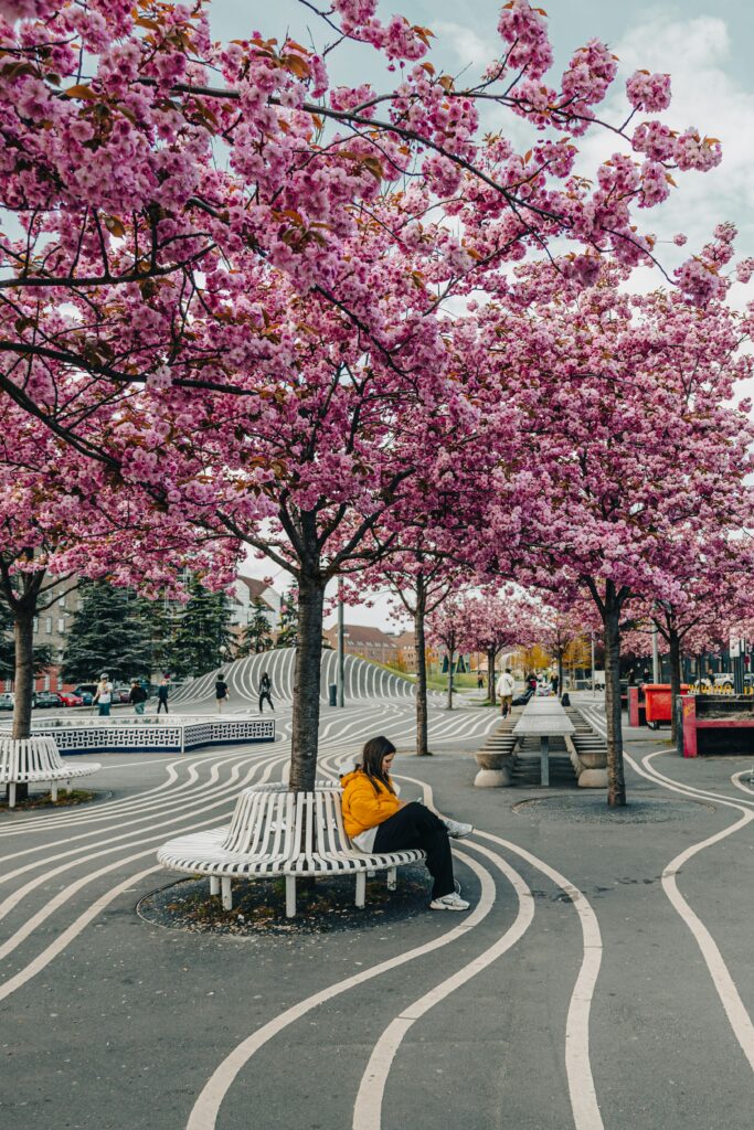 Person in an orange jacket sits on a white circular bench beneath pink cherry blossoms along a wavy, striped plaza in a city park.